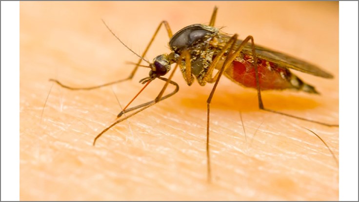 Terminix Releases List of Top 20 Mosquito-Infested Cities